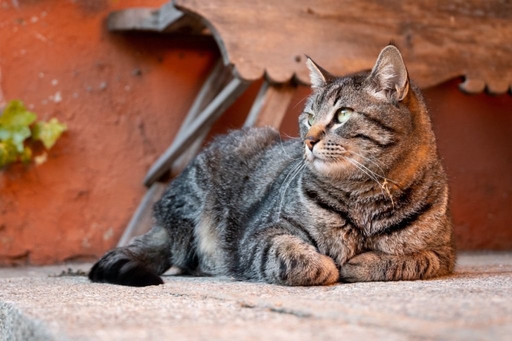 Cedera hingga Lumpuh Gara-Gara Kucing, Pemain Bulu Tangkis China Tuntut Ganti Rugi Rp785&nbsp;Juta!